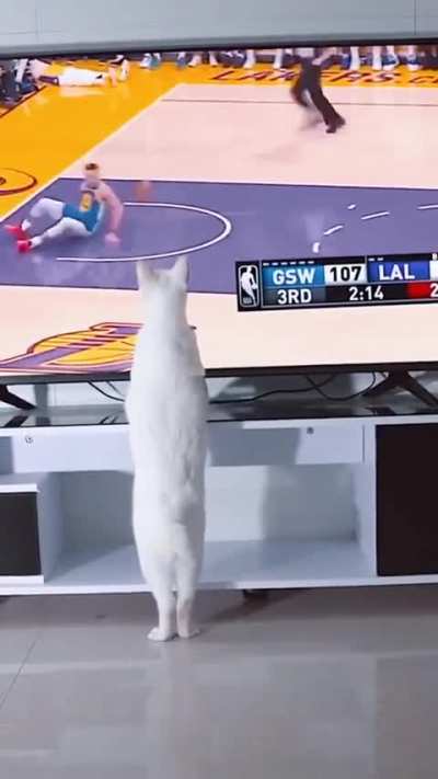 Enchanted Paw !!!