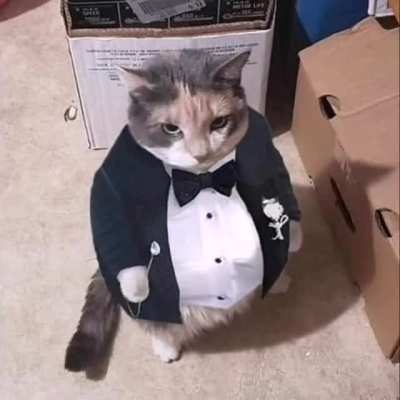 Gato waton con traje