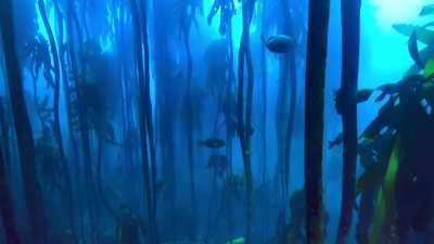Underwater background... not a great loop
