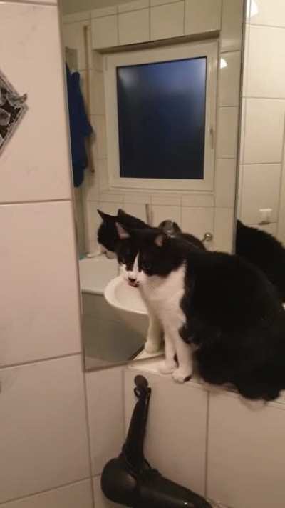 She likes her reflextion so much she grooms it