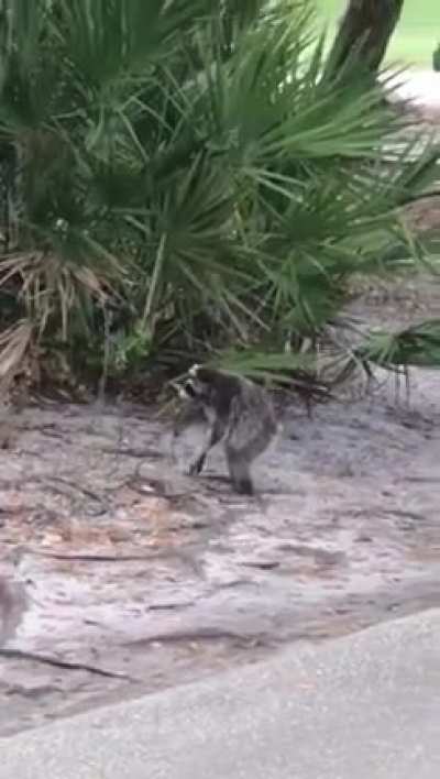 Just a raccoon.