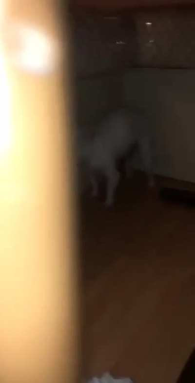 You ok doggo?