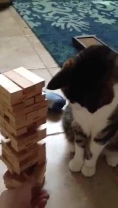 Jenga kitty and it's adorable rage quit.