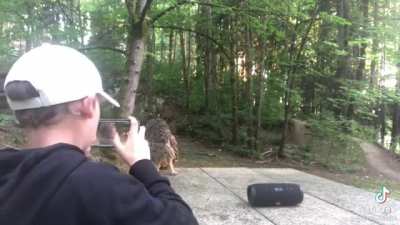 Owl