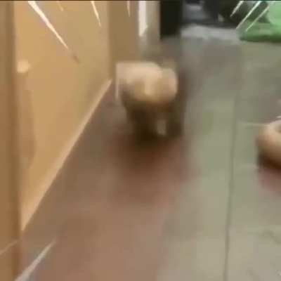 the living version of the floppy banana