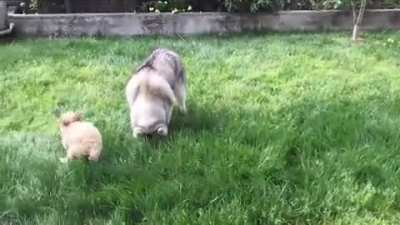 Double Boop