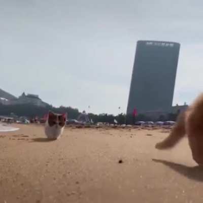 Beach Kittens