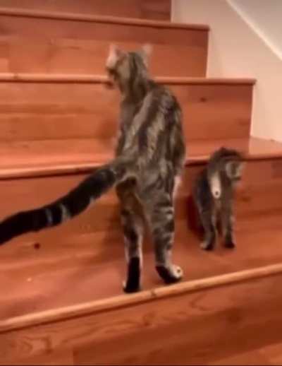 Mama&rsquo;s School of Stairs