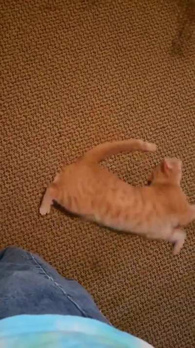 will he ever get the tail