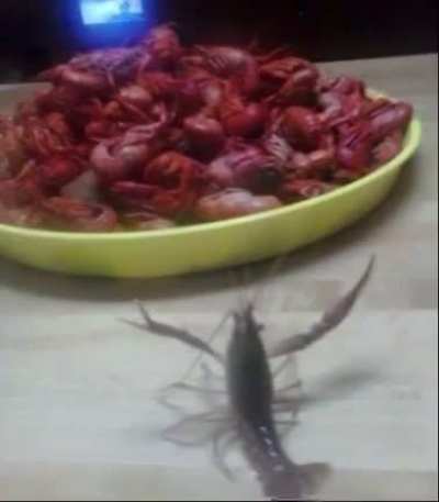 shrimp.mp4