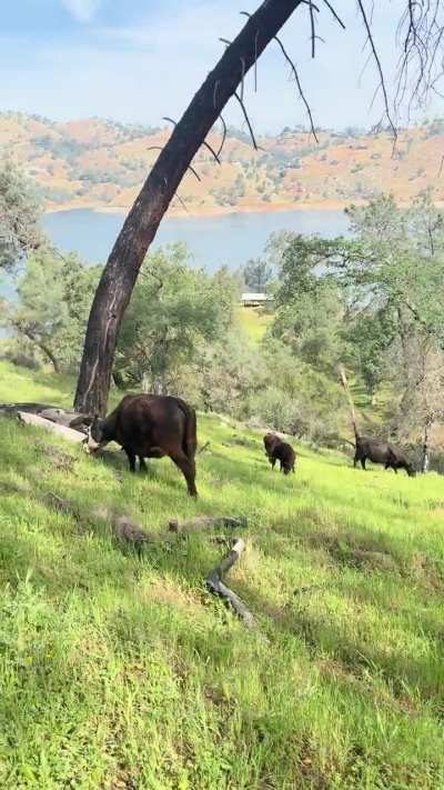 Can cows be aggressive ?