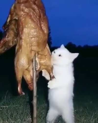 Cat.