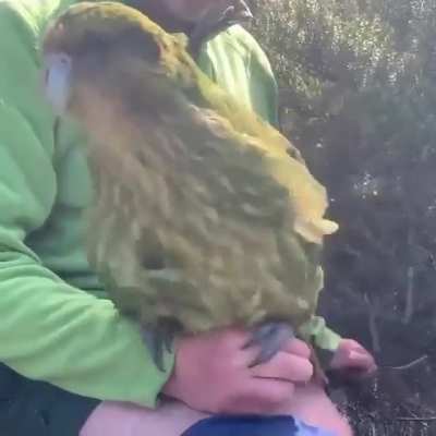 cute Party Parrot