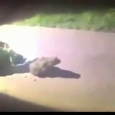 Frog