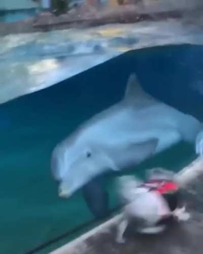 dog and dolphin