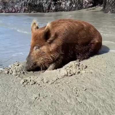Day at the beach