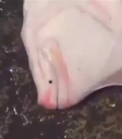 what the fish doing
