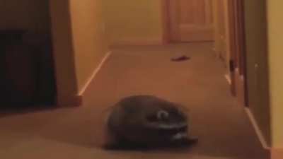 Raccoon death scene