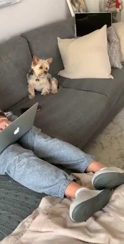 My girlfriend&rsquo;s Yorkie won&rsquo;t share the couch with my Great Dane