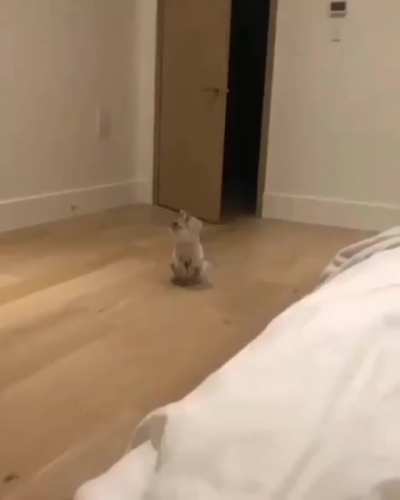 Nada nem ningu&eacute;m: O gato: