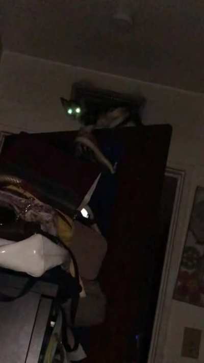 Cat on top of the door