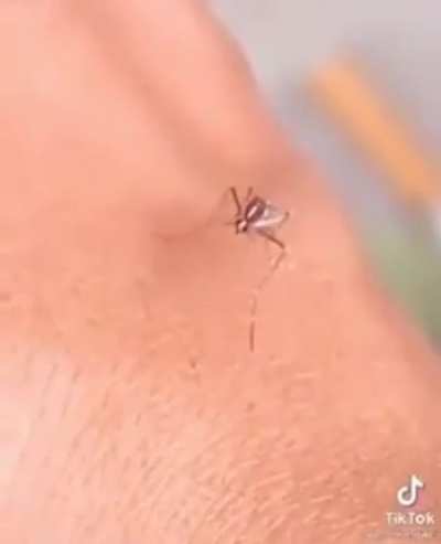 Mosquito brocha