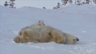 Momma bear and her cubs