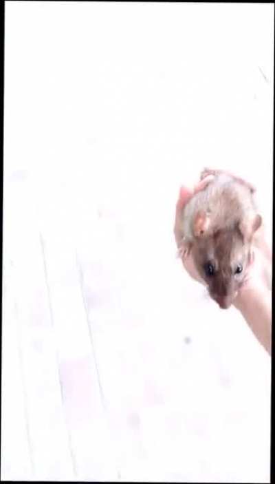 Boonk ganged a rat