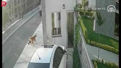 To walk past a dog on the sidewalk