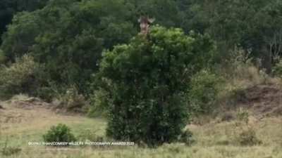 🔥 Giraffe in a crazy scratching session.