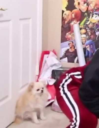 Lucky dog