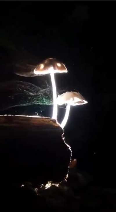 Mushrooms releasing their spores at night in order to propegate. Mushroom sex may just be the most beautiful thing I&rsquo;ve ever seen. 🍄 this type of sex is elegant not dirty.