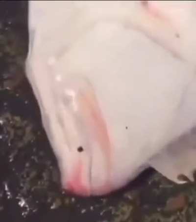 Blursed_Fish