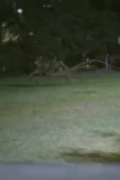 Cursed_NightWalker