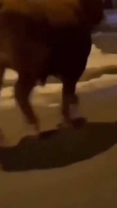 Cow on the loose in Rhode Island after escaping trip to slaughterhouse.