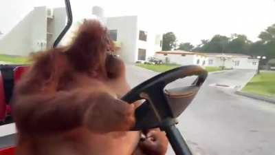 Hop in apes, next stop 2022