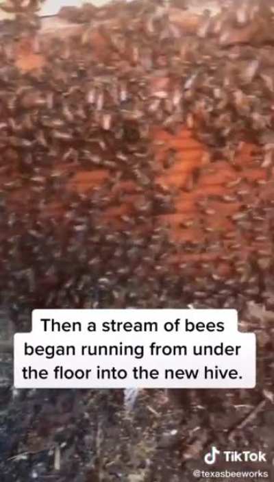 I didn&rsquo;t know someone could handle bees like that.