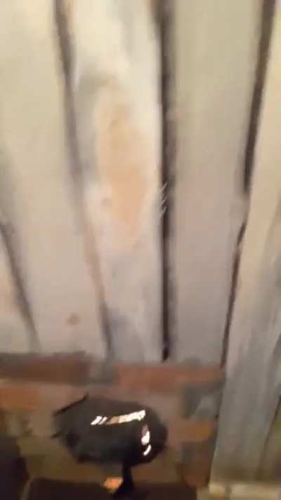 Ukrainians Built a Trench Sauna.. Squealing Finnish Noises Commence