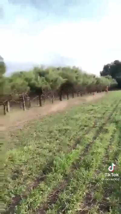 🔥Rampage of the elks can outrun the horses..