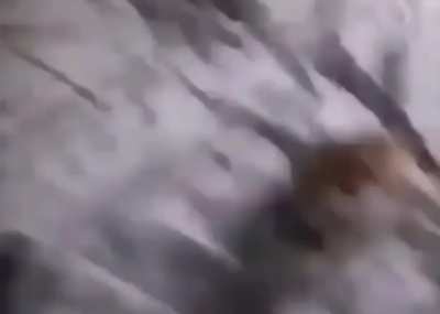 gato