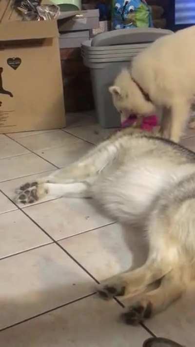 Play. With. Me.
