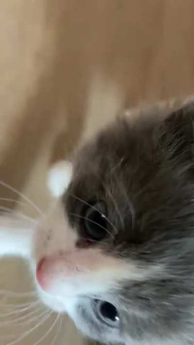 My cat a year ago