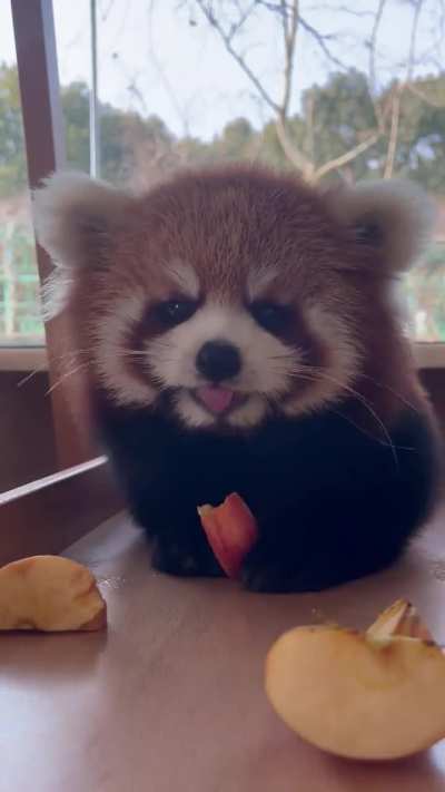 Red panda mukbang: Nannan&rsquo;s eating show is live!