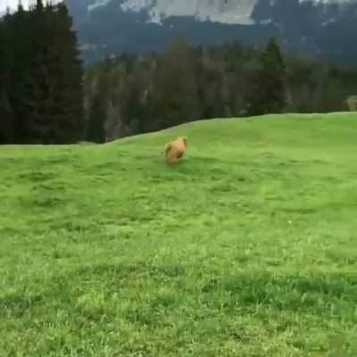 Speed. I am speed