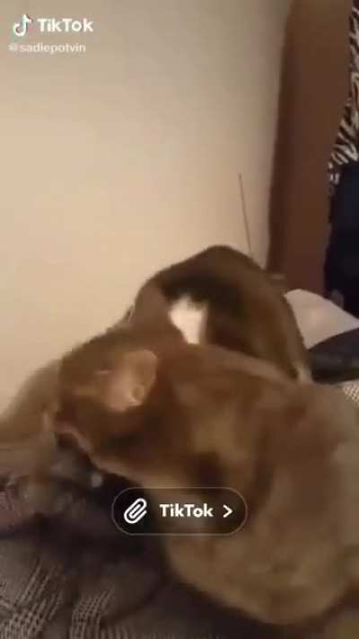 Sheer Fury