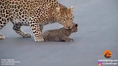 POINTY TAIL CUBS
