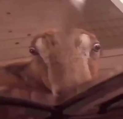 0.0