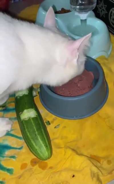 Balkan cat