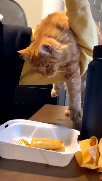 My friends checked on my cat this weekend and sent me this video of him trying to eat their tamales. There's nothing in his mouth, he's "manifesting." 