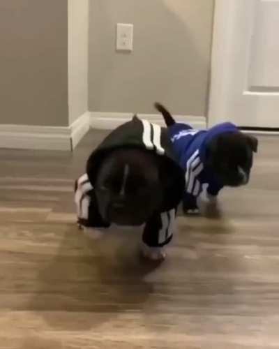 Adidas and bones